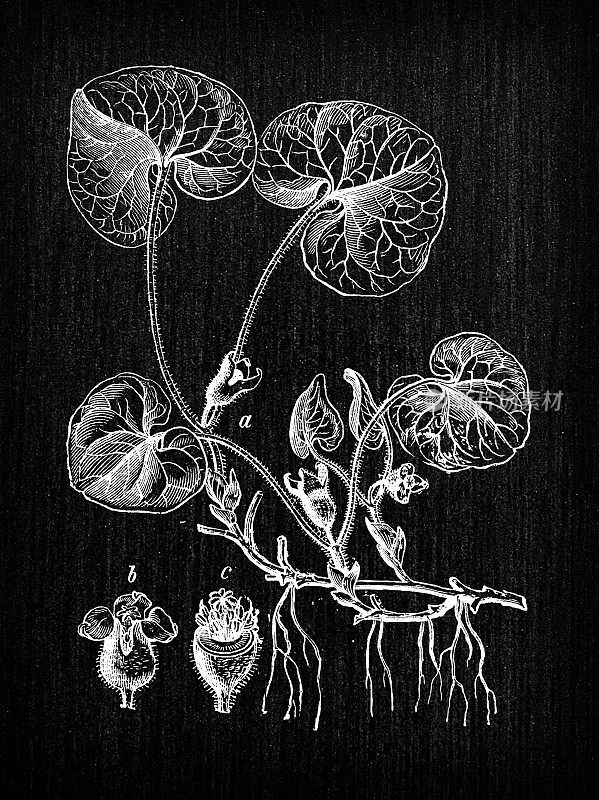 植物学植物古董雕刻插画:细辛(Asarum europaeum, asarabacca，欧洲野生生姜，榛子，野生穗)